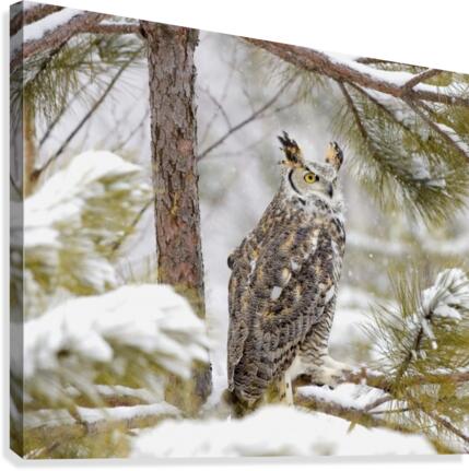Long Eared Owl Canvas Print