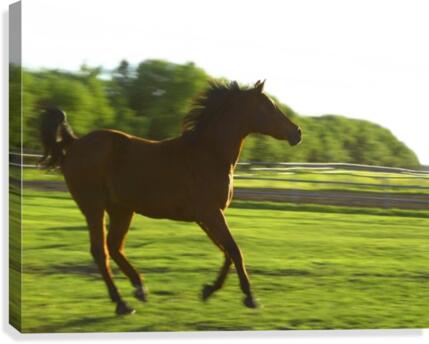 Horse Galloping Canvas Print