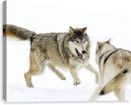 Aggressive Wolves Canvas Print