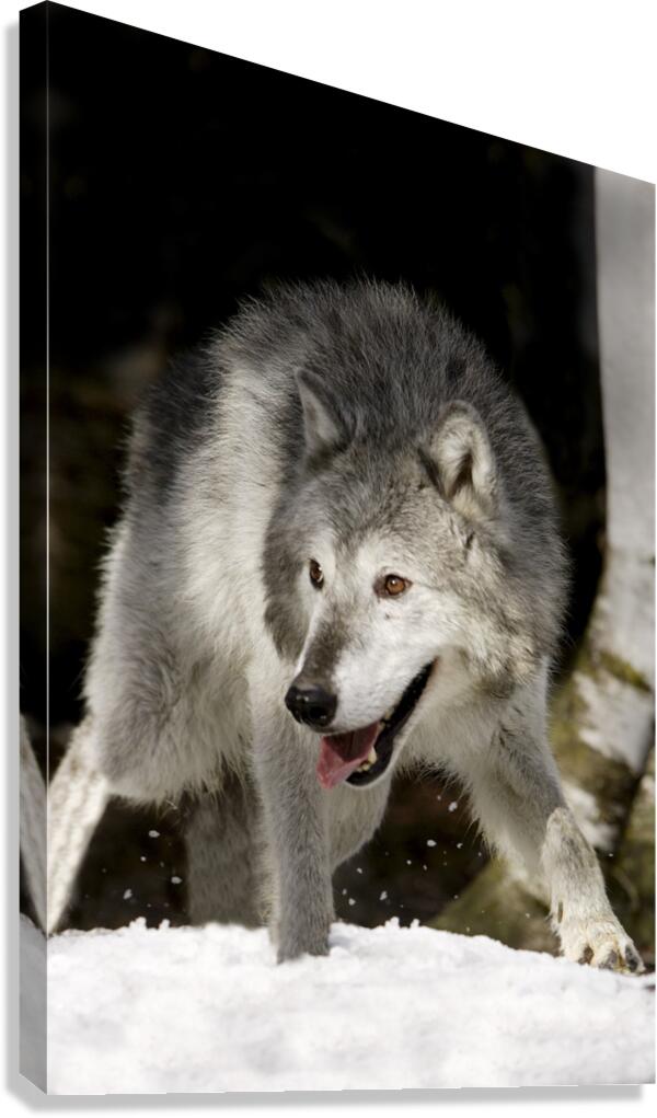 Wolf Canvas Print