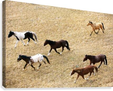 Horses Galloping Canvas Print