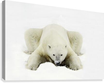 Polar Bear Canvas Print