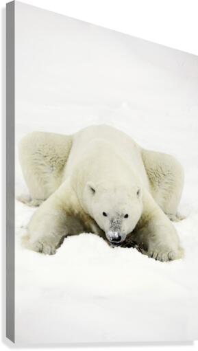 Polar Bear Canvas Print