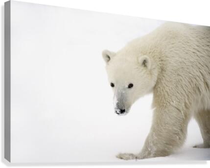 Polar Bear Canvas Print