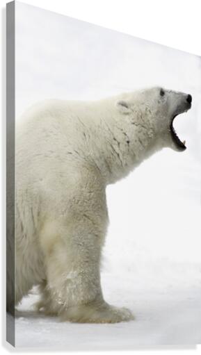 Polar Bear Canvas Print