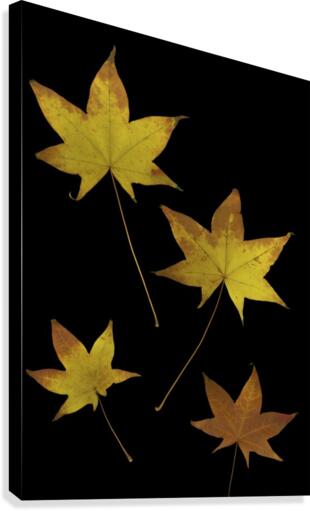 Autumn Leaves Canvas Print