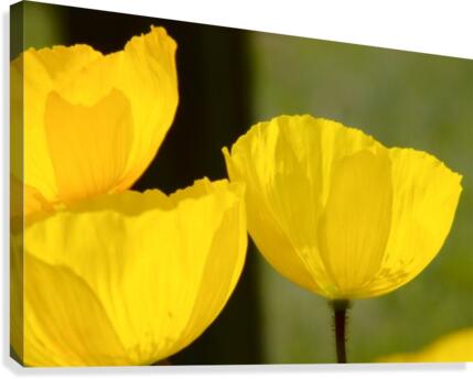 Welsh Poppy Canvas Print