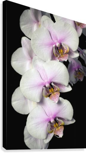 Orchids Canvas Print