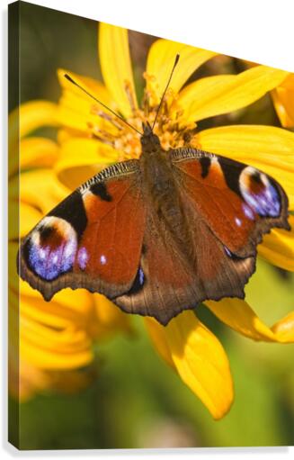 Peacock Butterfly Canvas Print