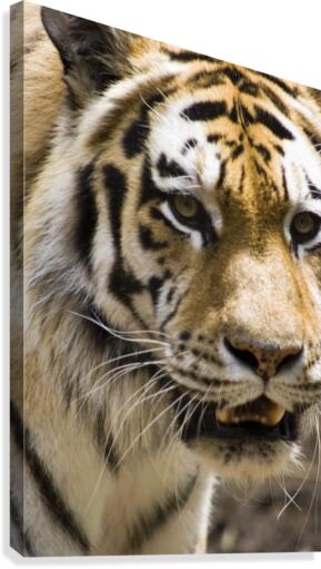 Tiger Canvas Print
