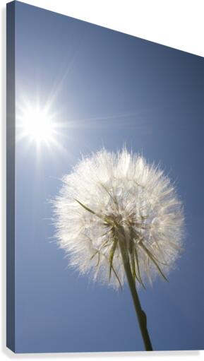 Seeded Dandelion Canvas Print