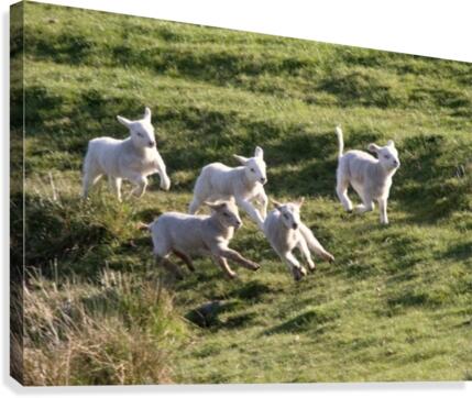 Sheep Running Canvas Print