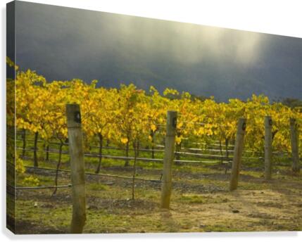 Vineyard Canvas Print