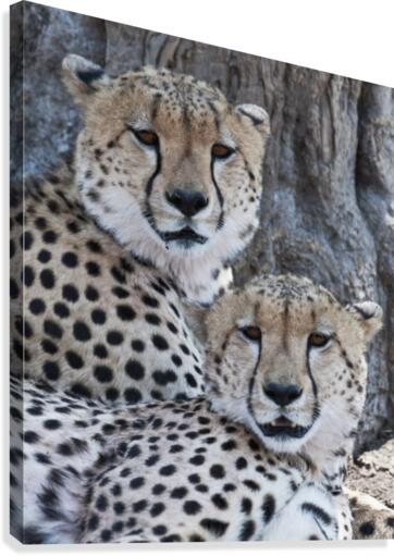 Cheetahs Canvas Print