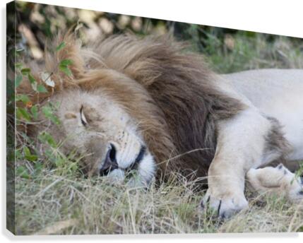 Lion Canvas Print