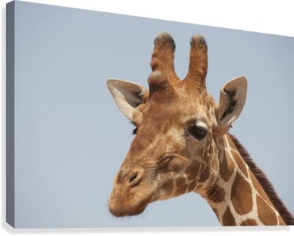 Giraffe Canvas Print