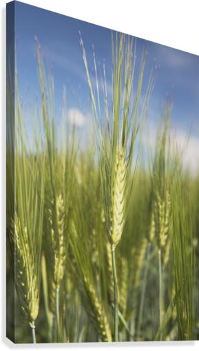 Wheat Heads Canvas Print