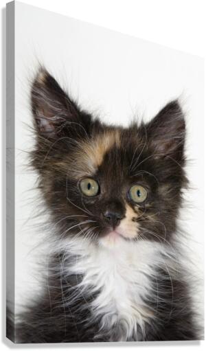 Kitten. Canvas Print