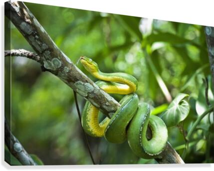 Green tree snake (Dendrelaphis punctulata); Madang Province, Papua New Guinea  Canvas Print