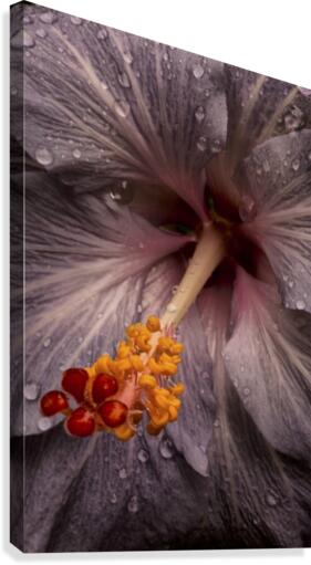 Close up of a Hibiscus flower with water droplets; Hawaii, United States of America  Canvas Print