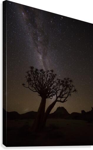 The milky way slashes across the night sky above a quiver tree (kokerboom, aloe dichotoma) in Richtersveld National Park; South Africa  Canvas Print