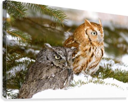 TWO SCREECH OWLS PACIFICSTOCK  Canvas Print