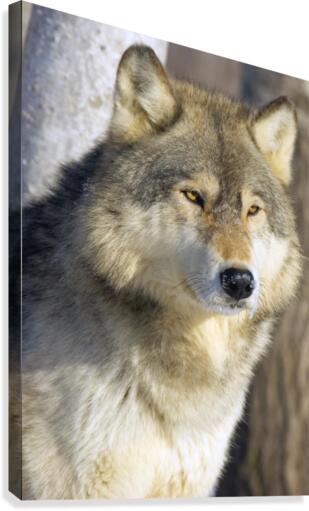 Timber Wolf Canvas Print
