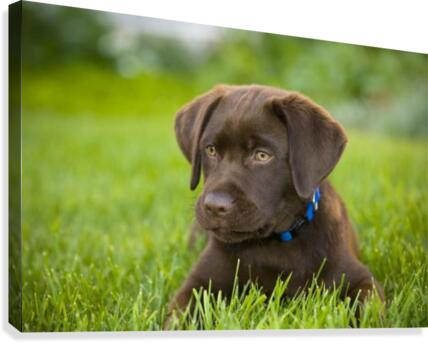 Labrador Retriever Canvas Print