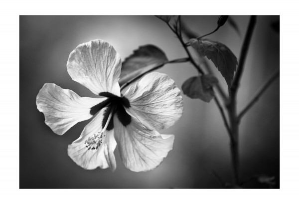 White Sin Print