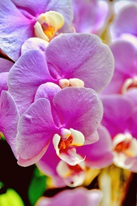 Pink Orchid NYC