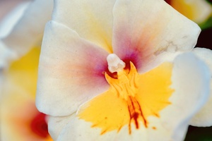 White Orchid NYC
