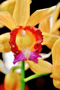 Yellow Orchid NYC