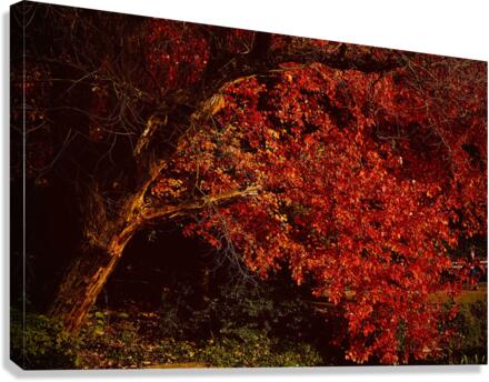 Maple Red NYC Canvas Print