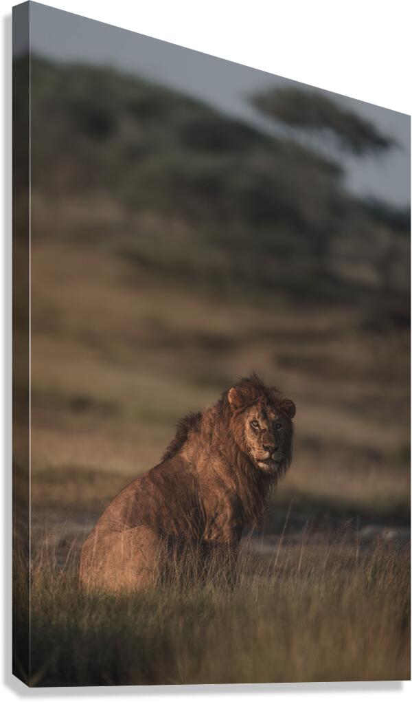 Noble Pause Canvas Print