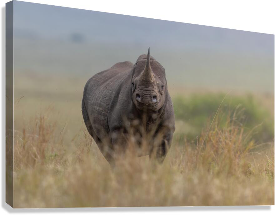 Headstrong Canvas Print