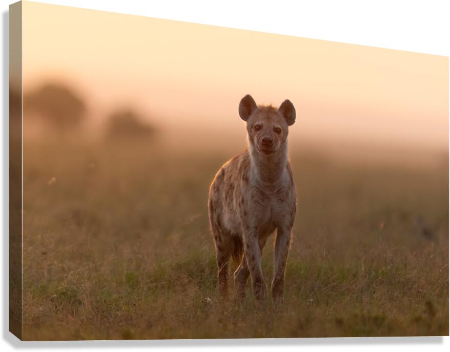  Twilight Standoff Canvas Print