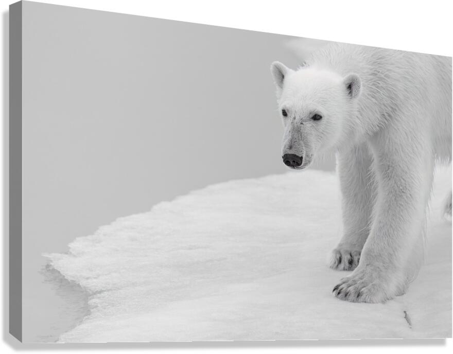  Staring Into the Silence Canvas Print