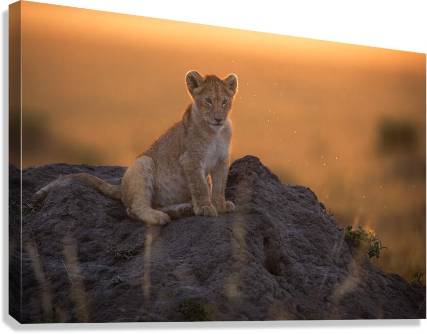  Sunset Cub Canvas Print