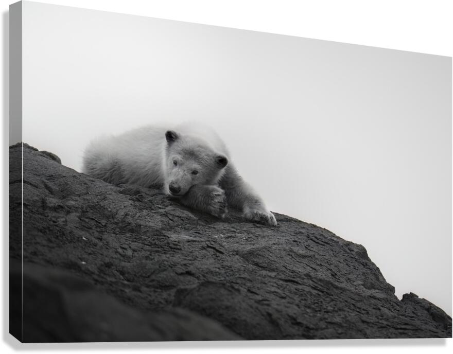Arctic Dreams Canvas Print