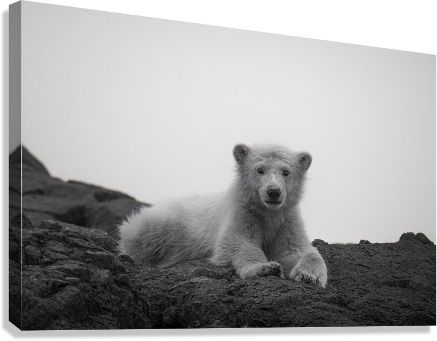  First watch Canvas Print