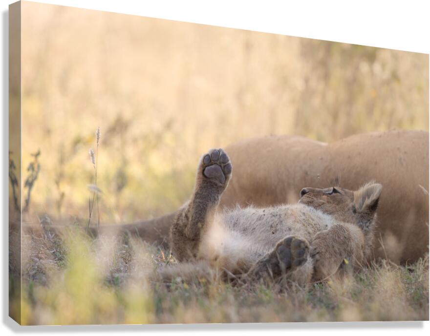 Paws & Peace Canvas Print