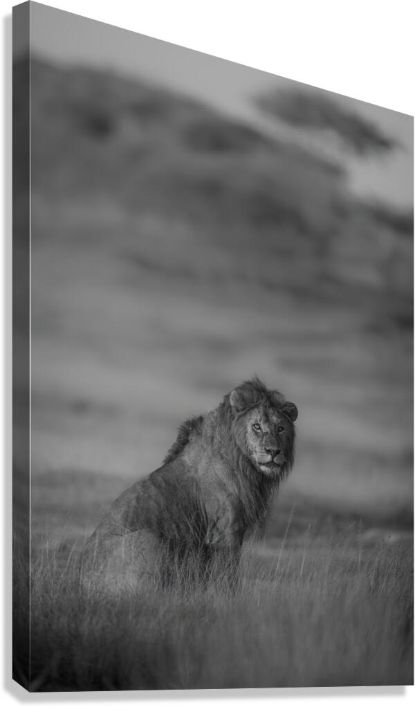 Noble Pause B&W Canvas Print
