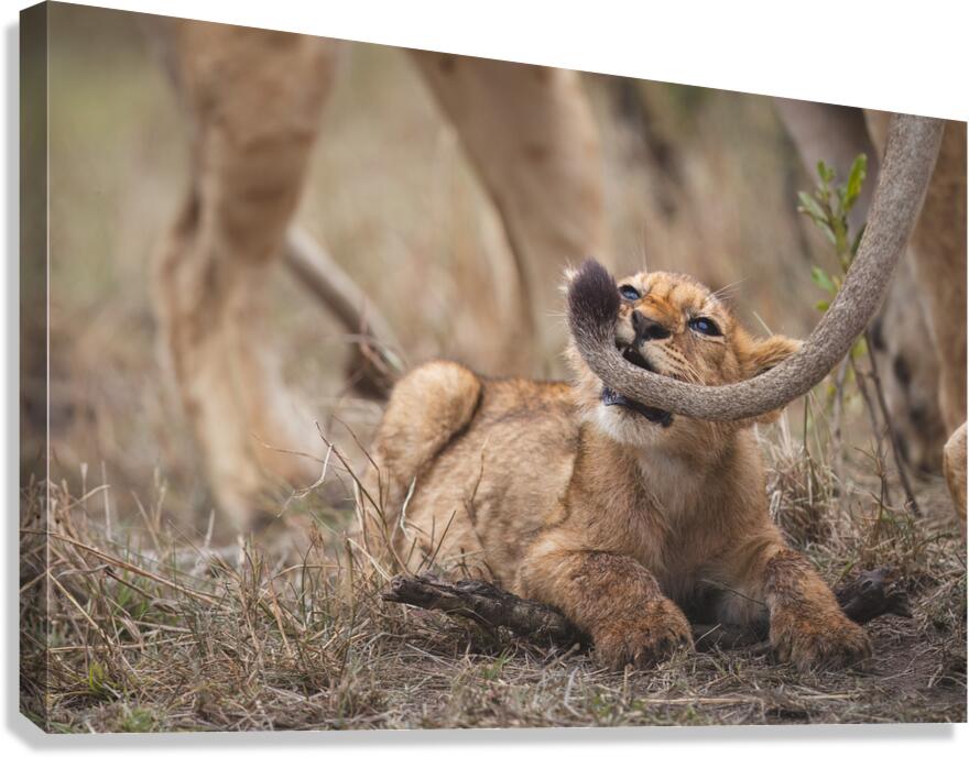  Got Your Tail  Canvas Print