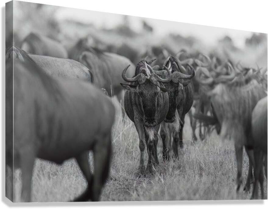 The Herd Canvas Print