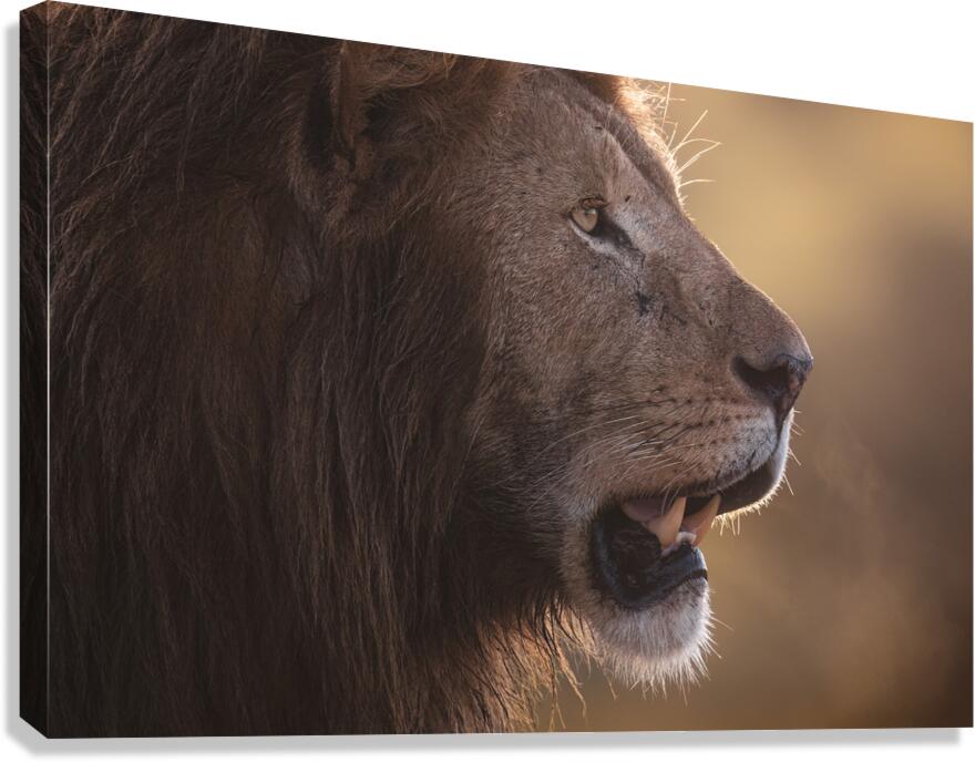 Before the Roar Canvas Print