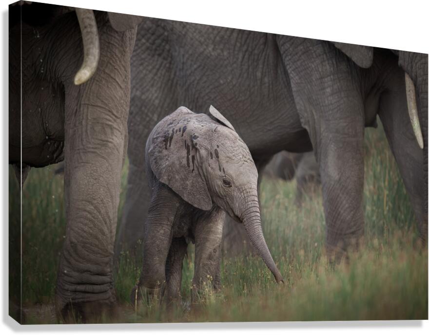 Protected Steps Canvas Print
