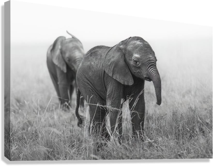 Tiny Titan B&W Canvas Print