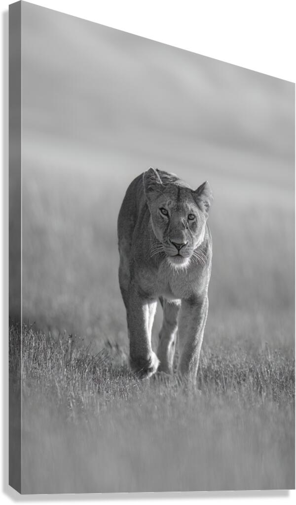 Approaching Majesty Canvas Print