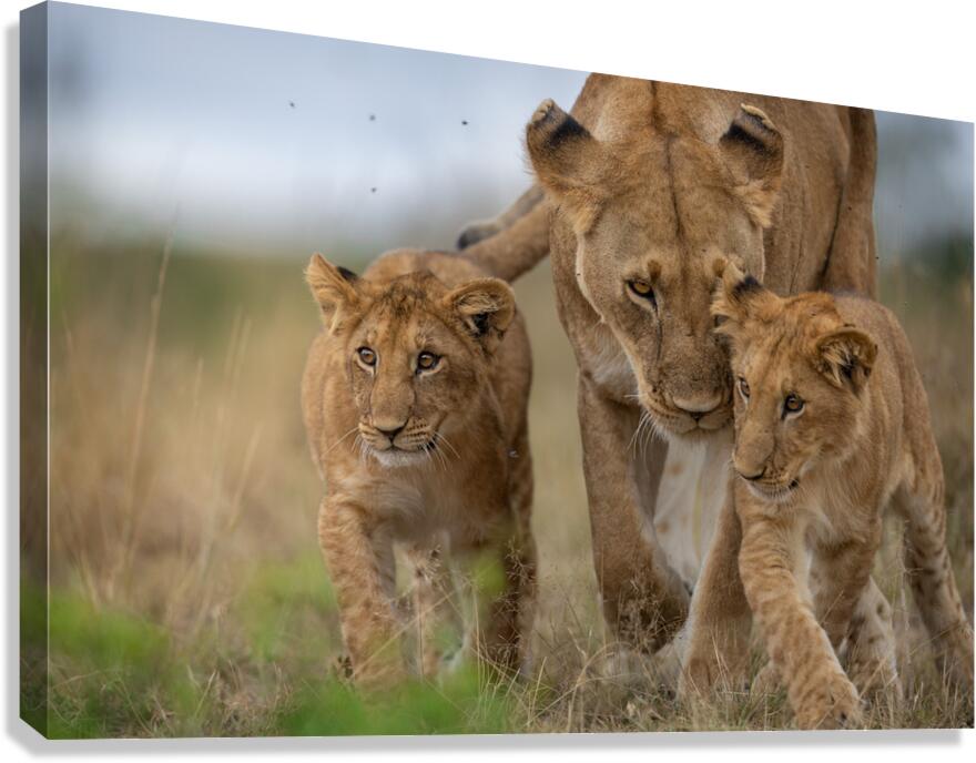 Eyes Forward Canvas Print