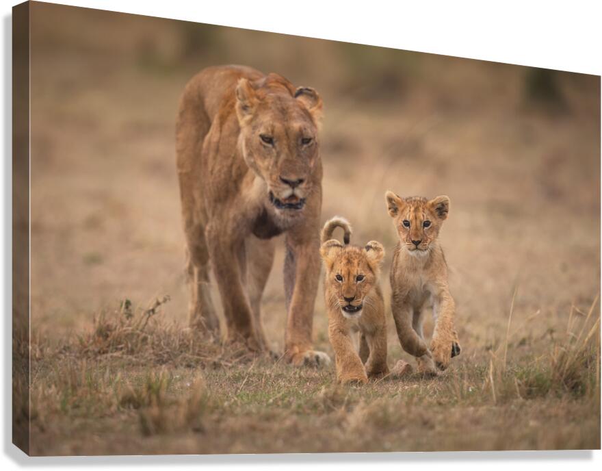 Guided by Her Canvas Print